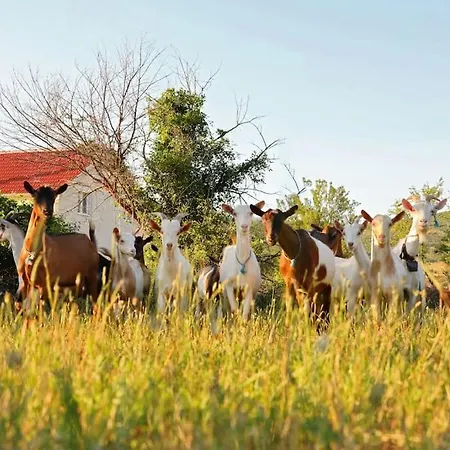 House Aurora Borealis Ervenik